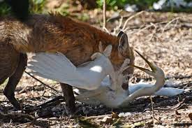 Nov 01, 2018 · this is the horrifying moment a bloodthirsty squirrel is spotted devouring a lifeless bird in someone's back garden. Fox Eating Bird Abc News Australian Broadcasting Corporation