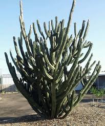 Fruits lose their spines at maturity, opening to display an. Pin On Succulent Bromeliad Cacti
