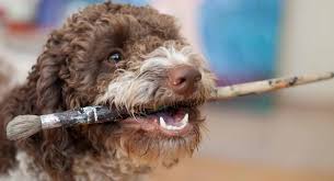 We did not find results for: Lagotto Romagnolo Dog Breed Information Center