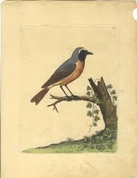 Birds That Start With Red Red Start Rebecula Forte De Rossignol 1731 Oiseaux