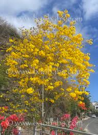 Image result for Handroanthus chrysotrichus