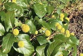 Image result for Cephalanthus