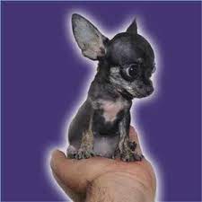 Cuanto Crece Un Chihuahua Aqui Tienes Un Chihuahua Y Un Chihuahua De Bolsillo Adultos Youtube