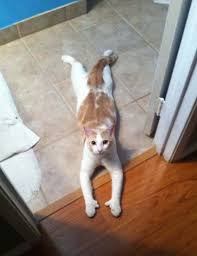 Cute Ginger And White Polydactyl Cat With Thumbs Funny Cats Cats Funny Animal Pictures