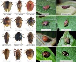 Image result for Nesaea polycephala