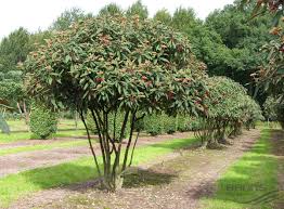 Http Web03 Bruns De Static Images Info 1200wx1200h Vrh Schirmform Br300xhoe300 350 Oh Esch325 26 2 31 08 0 Bamboo Palm Palm Tree Pictures Palm Trees For Sale