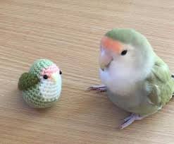 Pin On Animals