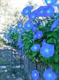 Pin On Garden Flowers