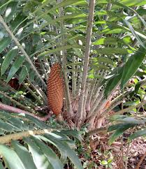 Image result for Encephalartos gratus