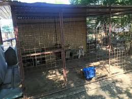 Ayam asli dari thailand di kenal dengan nama ayam bangkok f1. Helping Hands For Romanian Strays E V News Seite 11
