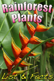 Tropical Rainforest Plants List Information Pictures Facts Rainforest Plants Rainforest Flowers Rainforest Biome
