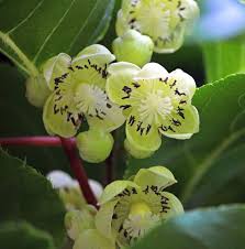 Image result for Actinidia