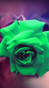 We offer an extraordinary number of hd images that will instantly freshen up your smartphone or computer. Green Rose Nature Flower Wood Love Valentine Flare Iphone Wallpapers Free Download