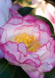 October Magic Inspiration Camellia Landscaping With Rocks Plants Southern Living Plant Collection