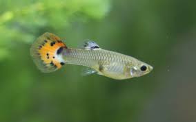 Guppy Fish Information And Care Guide Aquatic World Info