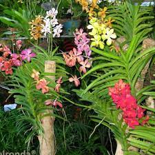 Pokok orkid ini sudah diserang hingga ke batang pokok. Pokok Bunga Orkid Vanda Dan Vanda Tulang Nak Berbunga Shopee Malaysia