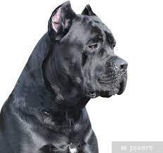 Adopt roxy a cane corso, pit bull terrier. Fototapete Cane Corso Italienisch Pixers Wir Leben Um Zu Verandern