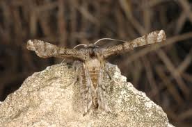 Image result for Flabellaria