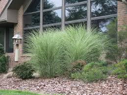 Google Image Result For Http Www Koopagrass Com Communities 8 004 007 113 188 Images 4527691652 Jp Grasses Landscaping Shade Grass Ornamental Grass Landscape