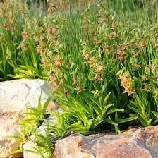 Image result for Epipactis africana