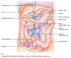 Blood is carried in a closed system of vessels that begins and ends at the heart the three major types. Ch19 Blood Flow