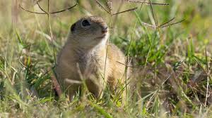Whats The Difference Between Gophers And Groundhogs