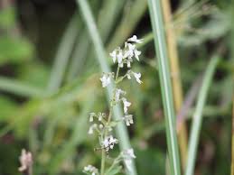 Image result for Isodon