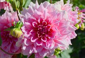 Maybe you would like to learn more about one of these? Dinnerplate Dahlias Harvesting History