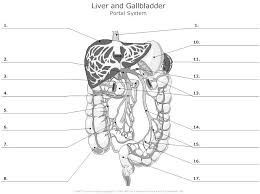 Liver And Gallbladder Portal System Unlabeled Example Smartdraw Human Anatomy And Physiology Medical School Studying Medical