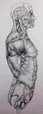 It's good to get a bit of practice done before starting. Torso Anatomy Side View Google Search Human Anatomy Art Human Anatomy Drawing Anatomy Drawing