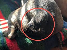 Vet bills can quickly add up and those with frenchies suffering from a chronic. The French Bulldog Tail Is Their Tail Natural Or Cropped