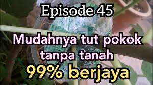 Sapukan hormon penggalak akar pada kawasan kelaran. Santai Cara Mudah Buat Penggalak Akar Sendiri Dirumah Youtube