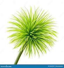 Image result for Andropogon gayanus