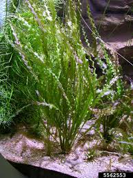 Image result for Aponogeton rehmannii