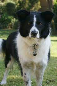 Chase My 5 Year Old Border Collie Border Collie Dog Photography Collie