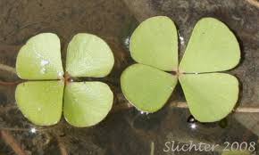 Image result for Marsilea vera