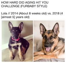 10 Year Challenge Silly Animals Dog Memes Dog Person