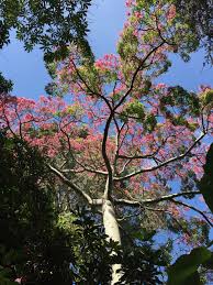 Maybe you would like to learn more about one of these? What S In Bloom Mildred E Mathias Botanical Garden