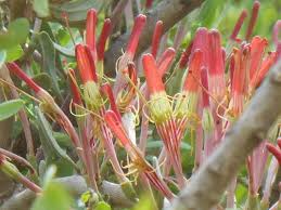 Image result for Agelanthus