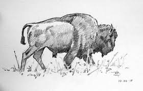 Bortzart Bison Sketches Sketches Bison Moose Art