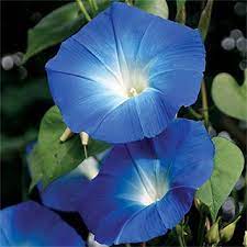 Heavenly Blue Morning Glory Seeds Blue Morning Glory Morning Glory Flowers Morning Glory Seeds