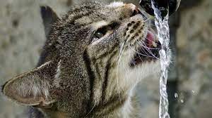 When water stands in contact with plastic or rubber pipes or fittings small amounts of substances may dissolve into the water. So Salty If Bangkok S Tap Water Tastes Funny Blame The Drought Coconuts Bangkok