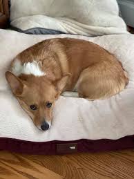 Corgi barking solutions for home and car keys