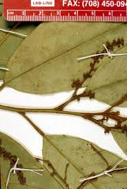 Image result for Coula