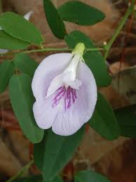Image result for Clitoria kaessneri