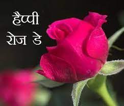 Happy Rose Day Shayari In Hindi 7th Feb Wishes 7th Day Feb Happy Hindi Ros 7th Day Feb Happy Hindi Ros Rose Rose Day Shayari Planting Roses Rose