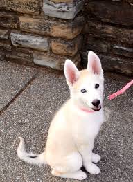 Texas shepherds sits on 12 acres and is located 20 miles east of dallas. Husky White German Shepherd Puppies Pets Lovers