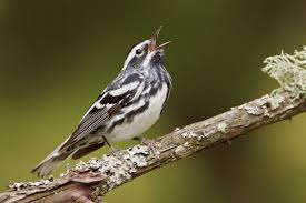 Black Birds In Ohio Black And White Warbler Aves Pajaros Especies