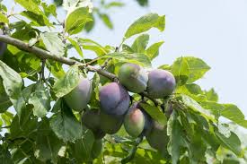 Apple trees are deciduous in nature, and in general thrive best in areas with mild winters and sunny weather for much of the year. How To Grow The Best Fruit Trees For Your Garden Hgtv