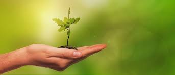 2017, germany, dcp, in english and german with. Joseph Beuys The Art Of Arboriculture Awa Trees